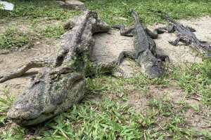 IMA e BPA flagram maus tratos a jacarés-de-papo-amarelo em Maceió | Assessoria / IMA