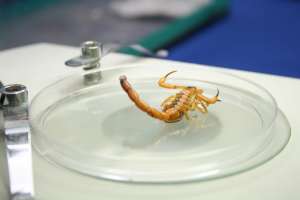 Sesau orienta população sobre cuidados para evitar acidentes com escorpiões | Carla Cleto / Ascom Sesau