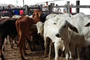 Feira de Gado de Canafistula é mantida no Natal e suspensa no Ano Novo | Assessoria