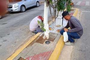 Prefeitura faz últimos ajustes na manutenção dos canteiros de avenidas de Palmeira | Assessoria