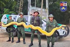 Cobras encontradas em casa de CAC, em Arapiraca, são levadas ao Ibama | Ascom BPA